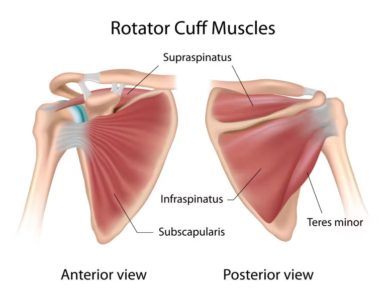 rotator cuff muscle dr vijay bang shoulder specialist in ahmedabad,
